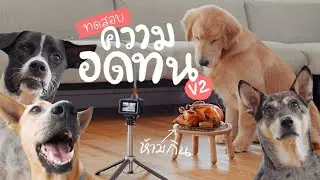 ทดสอบหมาอดทน V2