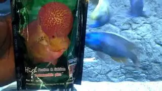 The Best Food for overall Growth Color & hUmp For your Flower Horn | Cichlids