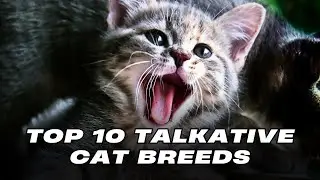 Top 10 Talkative Cat Breeds