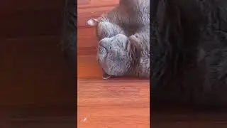 изнасилование Кошки
