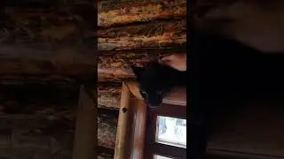 Чёрная пантера  - Багира.