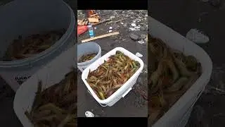 Ловля чилимов. Варка креветки на Сахалине 
