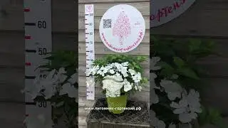 Гортензия гибридная (сорт 'Runaway Bride'®).Др. названия-Сбежавшая невеста и Френч Болеро Блю и Пинк