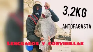 #4 lenguados y corvinillas- Antofagasta Chile.