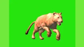 Greenscreen female lion video 