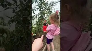Любушка помогает обрабатывать помидоры скоро уже начинаем закрывать ура