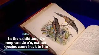 In the exhibition “De roep van de o’o” extinct species come back to life