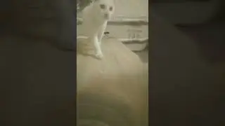 наш кот-тигр