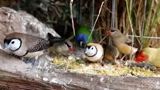 The natural behavior of FINCHES 🐦