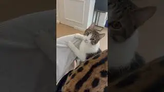 Невозможно ходить по кухне , пока они не поели 🫣