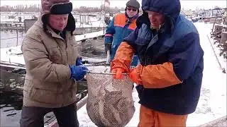 Кармановский рыбхоз, проведение УЗИ диагностики стерляди 3-хл