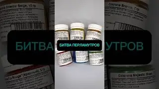 А какой цвет выберешь ты? Перламутры: https://soap-formula.ru/store/for-soap/compo/pearl-glitters/
