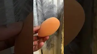 Easy way to clean your beauty blender#cleaninghacks #viral#shorts#cleaningtips#beautyblender#easy