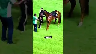Black Curtains Mean Only One Thing...😭🐴