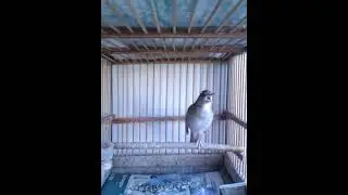 Соловей выкормыш