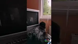 Amiga Cat's Reaction To TV Static