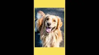 O Cão guia raças adaptadas #shorts