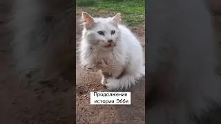 Эбби продолжение истории