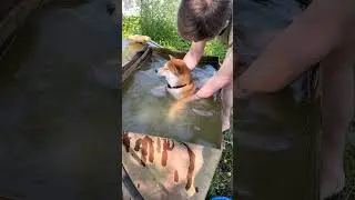 Водный охлад для песеля)  #stupnikova#shorts #funnyvideo #pets #petlovers #shiba #bestmoments #dogs