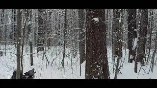 Охота на Куницу 2022. Дубль не состоялся...(((