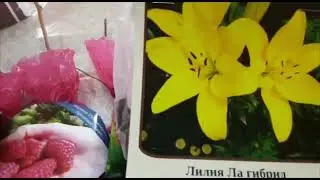 САЖЕНЦЫ ИЗ СВЕТОФОРА. ЗАКУПКА ПРОДУКТОВ И ТОВАРОВ ДЛЯДОМА.