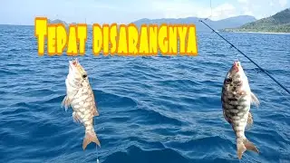 Umpan ikan jatuh langsung disambar || Mancing dasaran handline vs joran