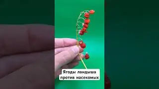Ландыш майский #наука #цветы #лес #образование