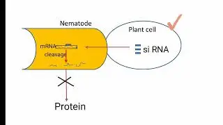 Biotechnology Applications - RNA interference Class XII