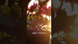 Аллах их не простит