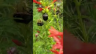 Backyard bug hunt - Conchuela stink bug