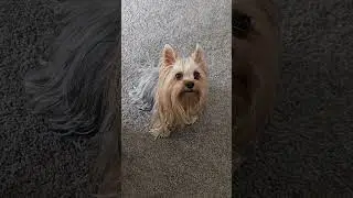 How Much Love A Dog Can Bring Into Your Life #doglover #dogbreeds #dogshorts #funnyshorts #lovepets