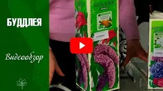 Буддлея ✅ Посадка и уход ➡ Садовые цветы саженцы и рассада