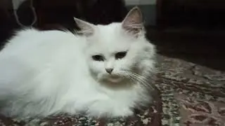 Cat Squad at Night on petsNpeeps 🔥