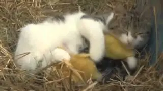 Дружба это не работа