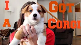 I GOT A CORGI PUPPY! Woodstock the corgi