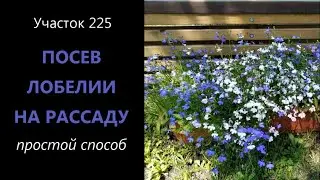 Посев лобелии на рассаду. Простой способ посева мелких семян.