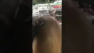 NAIK KUDA BENDI