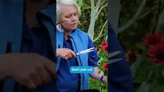 Dead Heading Flowers
