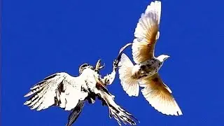 Сокол Сапсан нападает на голубей!!! Peregrine Falcon attacks pigeons!!!