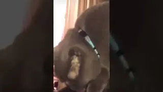 кот и пердун