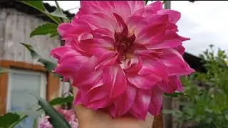 В деревне у МАМЫ/копаем КАРТОШКУ/ ГЕОРГИНЫ ШИКАРНЫЕ 😍