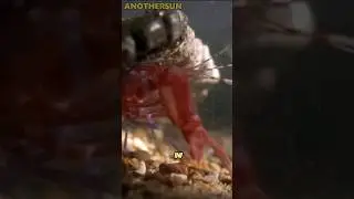 UDANG PISTOL