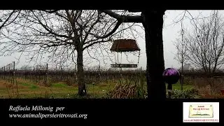 Mangiatoia per Uccellini (Raffaela Millonig per www.animalipersieritrovati.org)