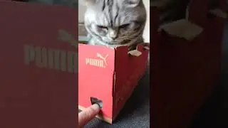 Я пума #animals