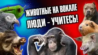 Животные на вокале / Death Metal / Grindcore / Обзор от DPrize