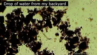 Drop of water under microscope - microorganism