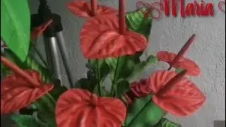 ANTURIO P EM E.V.A