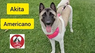 AKITA AMERICANO 🐕