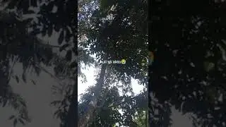 Sakpan nangawat ug durian😂