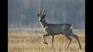 Охота на сибирских косуль с видео камерой. Hunting Siberian roe deer with a video camera.